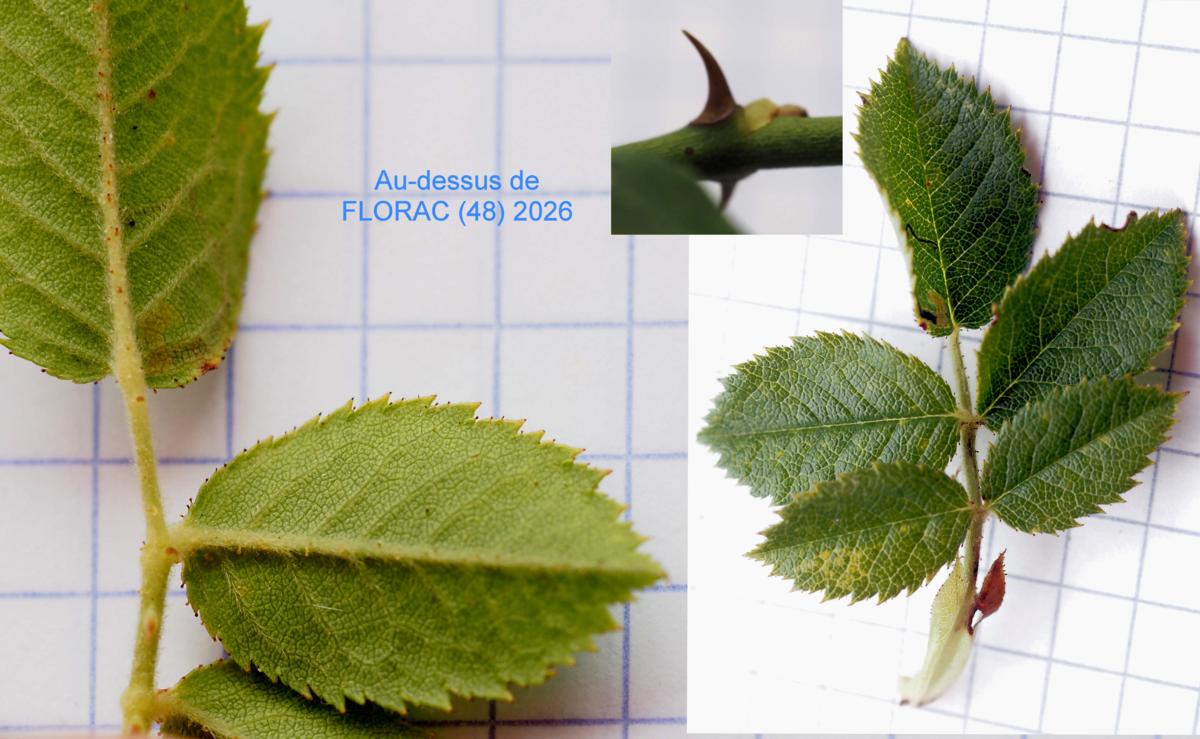 Rose, Dog leaf